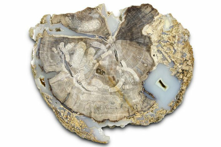 Petrified Wood (Schinoxylon) End-Cut - Blue Forest, Wyoming #362460